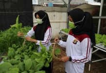 Dukung Program Ketahanan Pangan, Polresta Bandar Lampung Tanam Ratusan Tanaman Hidroponik