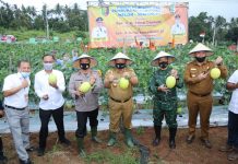 Gubernur Arinal Panen Perdana Melon dan Semangka di Agrowisata Hortipark Pesawaran