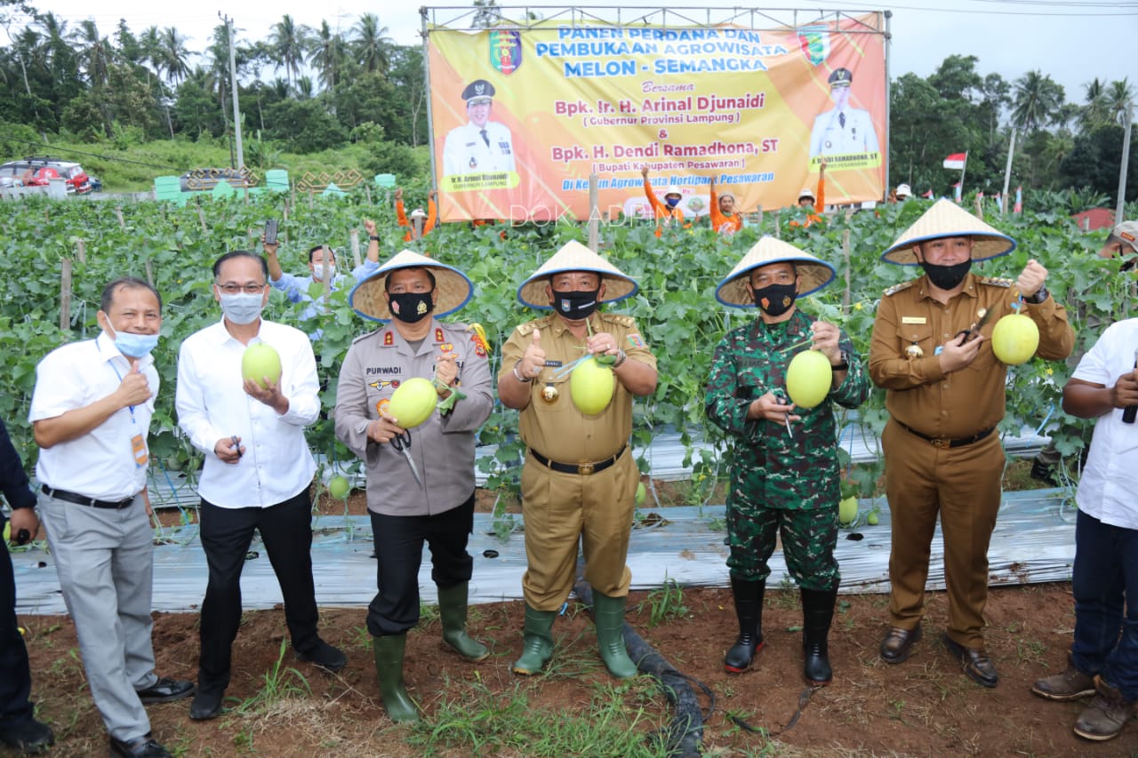 Gubernur Arinal Panen Perdana Melon dan Semangka di Agrowisata