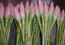 Manfaat Daun Jambu Mete Meningkatkan Daya Tahan Tubuh Untuk Melawan Covid19