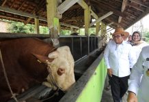 Pj. Gubernur Tinjau Sarana UPTD BIBD di Lampung Tengah untuk Tingkatkan Produksi Semen Beku Sapi
