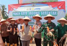 Panen Raya Jagung Serentak, Bentuk Komitmen Lamteng Mendukung Swasembada Pangan Nasional